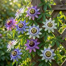 Passion flower seeds