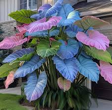 Blue Caladium flower seeds