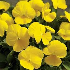 Yellow Pansy flower seeds
