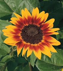 Yellow Brown flower seeds
