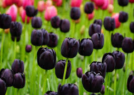 Black Tulip flower seeds