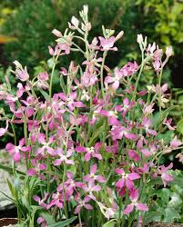 Light Green flower seeds