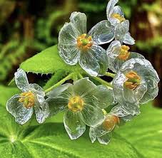Transparent Skeleton flower seeds