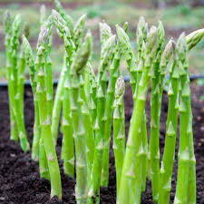 Sponge Gourd Seeds for Planting – Heirloom Garden Seeds
