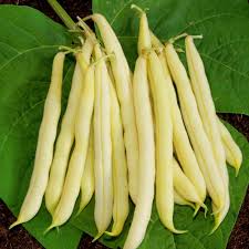 Venezia Bean Seeds