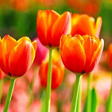 Orange Yellow flower seeds