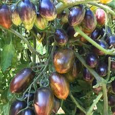 Atomic Grape Tomato Seeds for Planting – Heirloom Garden Seeds