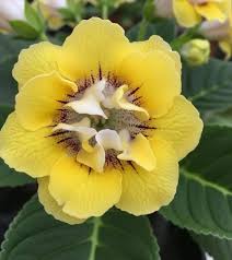 Yellow Gloxinia flower seeds