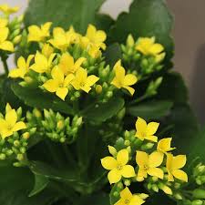 Yellow Kalanchoe flower seeds