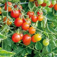 Mixed Tomato Seeds for Planting – Pink & Yellow Heirloom Garden Seeds