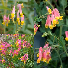 Corydalis flower seeds