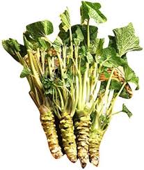 Wasabi Seeds for Planting – Heirloom Garden Seeds