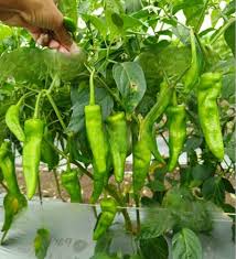 Chili Pepper Seeds for Planting – Heirloom Non-GMO Garden Seeds