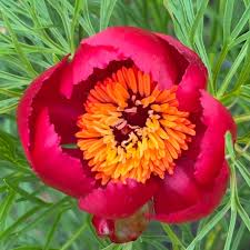 Paeonia Tenuifolia flower seeds