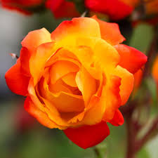 Deep Orange flower seeds