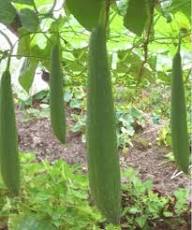 Mogette Bean Seeds for Planting – Heirloom French Bean Seeds