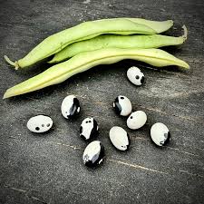 Turtle Bean Seeds