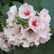 Dombeya Burgessiae flower seeds