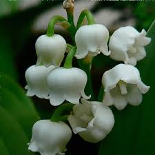 Lily Of flower seeds