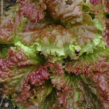 Prizehead Lettuce Seeds