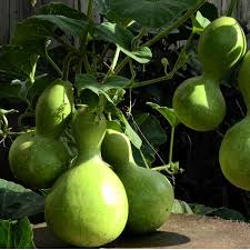 Dipper Pumpkin Seeds for Planting – Heirloom Non-GMO Garden Seeds