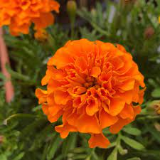 Bonanza Orange Marigold plant