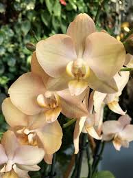 Cream Phalaenopsis flower seeds