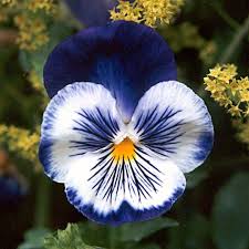 White Blue flower seeds