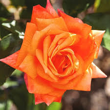 Orange Snow flower seeds