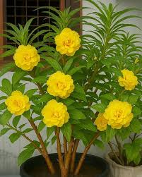 Yellow Balsam flower seeds