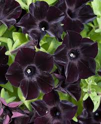 Black Velvet flower seeds