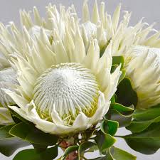 Protea flower seeds
