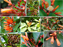 Hamelia Patens flower seeds