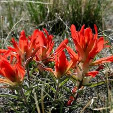 Red Castilleja flower seeds