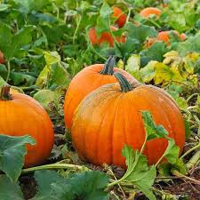 Orange Giant Pumpkin Seeds for Planting – Heirloom Garden Seeds
