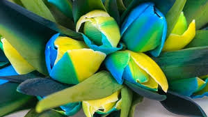 Blue Yellow flower seeds