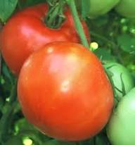 Super Fantastic Tomato Seeds for Planting – Heirloom Garden Tomato Seeds