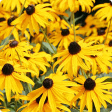 Yellow Echinacea flower seeds