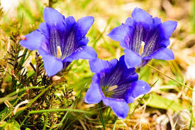Purple Blue flower seeds