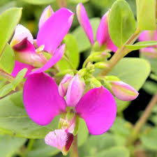 Polygala Myrtifolia flower seeds
