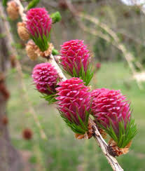 Orange Larch flower seeds