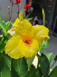Yellow Pretoria flower seeds