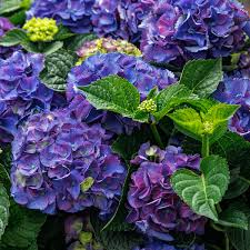 Purple Dark flower seeds