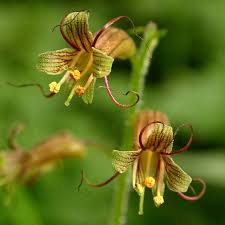 Tolmiea flower seeds