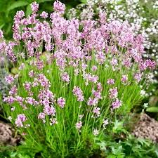 Pink Lavender flower seeds