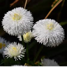 White Bellis flower seeds