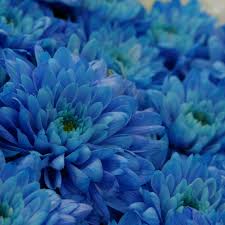 Sky Blue flower seeds