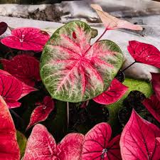 Pink Thailand flower seeds