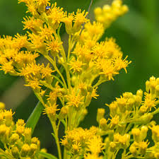 Goldenrod flower seeds