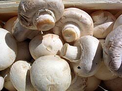 Mushroom Spores for Growing – Gourmet Mushroom Culture